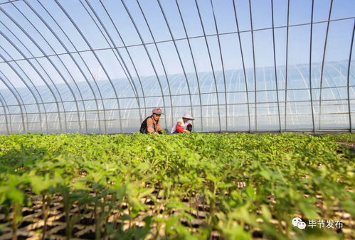 多彩贵州网 穗毕协作推动毕节农产品走出大山 乌蒙山连着山外山