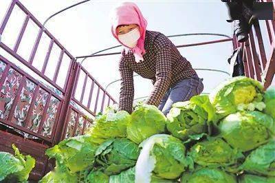 固原 蔬菜从产地到餐桌直供直销降价40